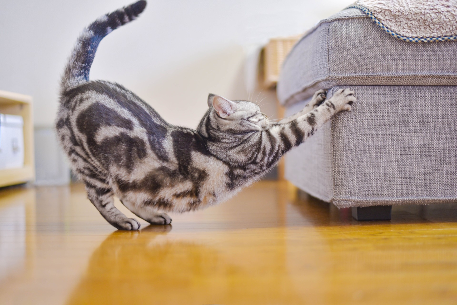 Cat sharpening claws