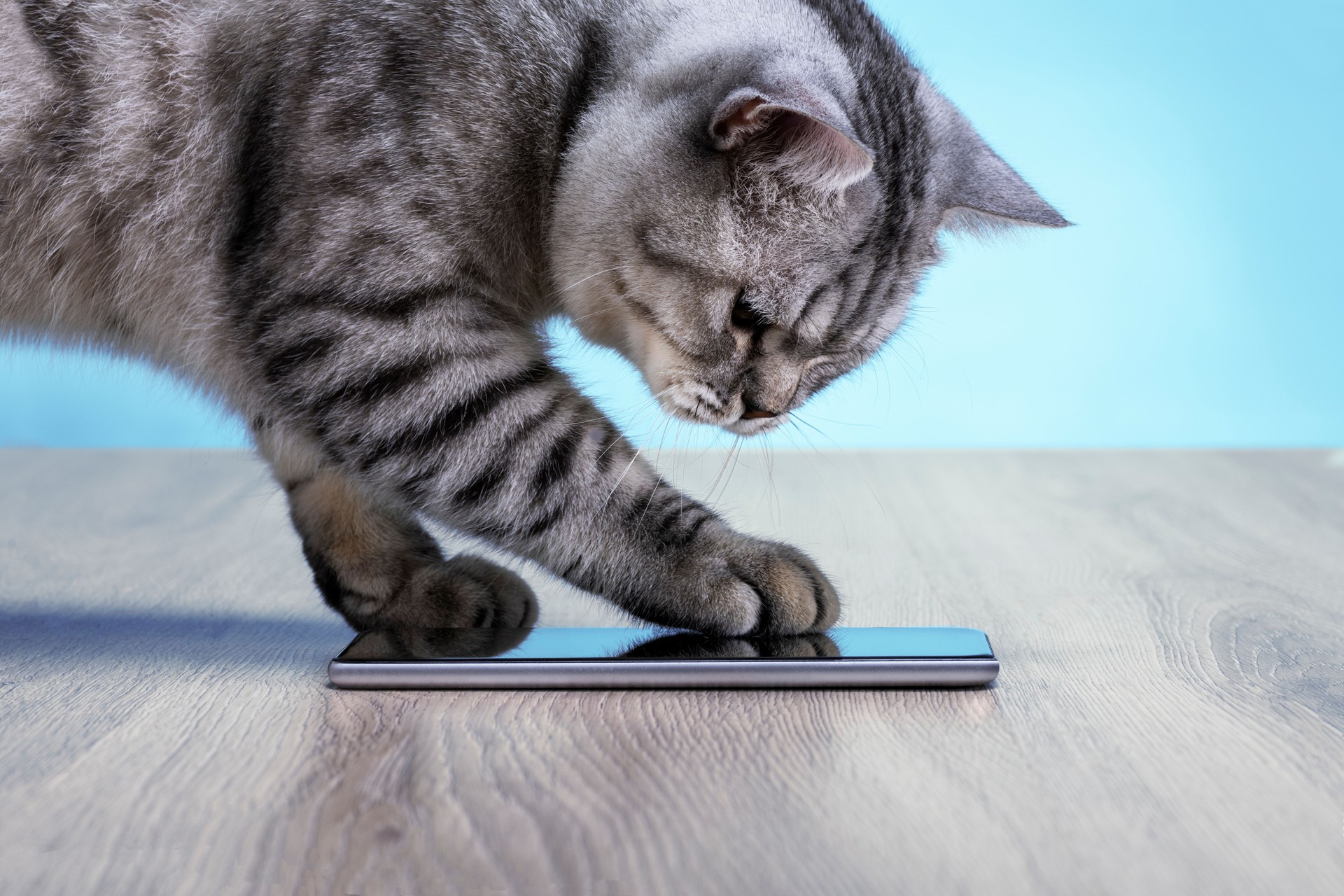 Domestic Cat Surfing The Net