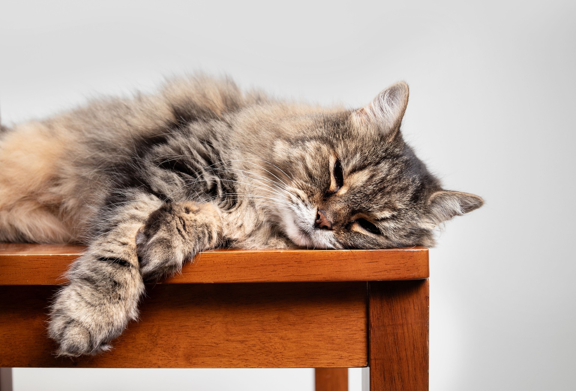 Relaxed cat lying on chair with gray background.