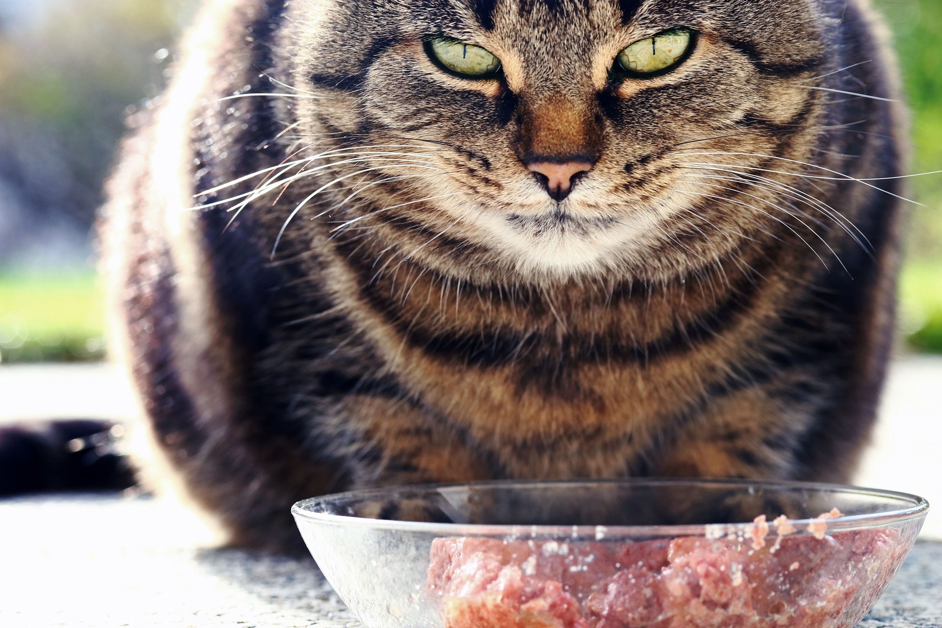 A cat gets angry if it is disturbed while eating