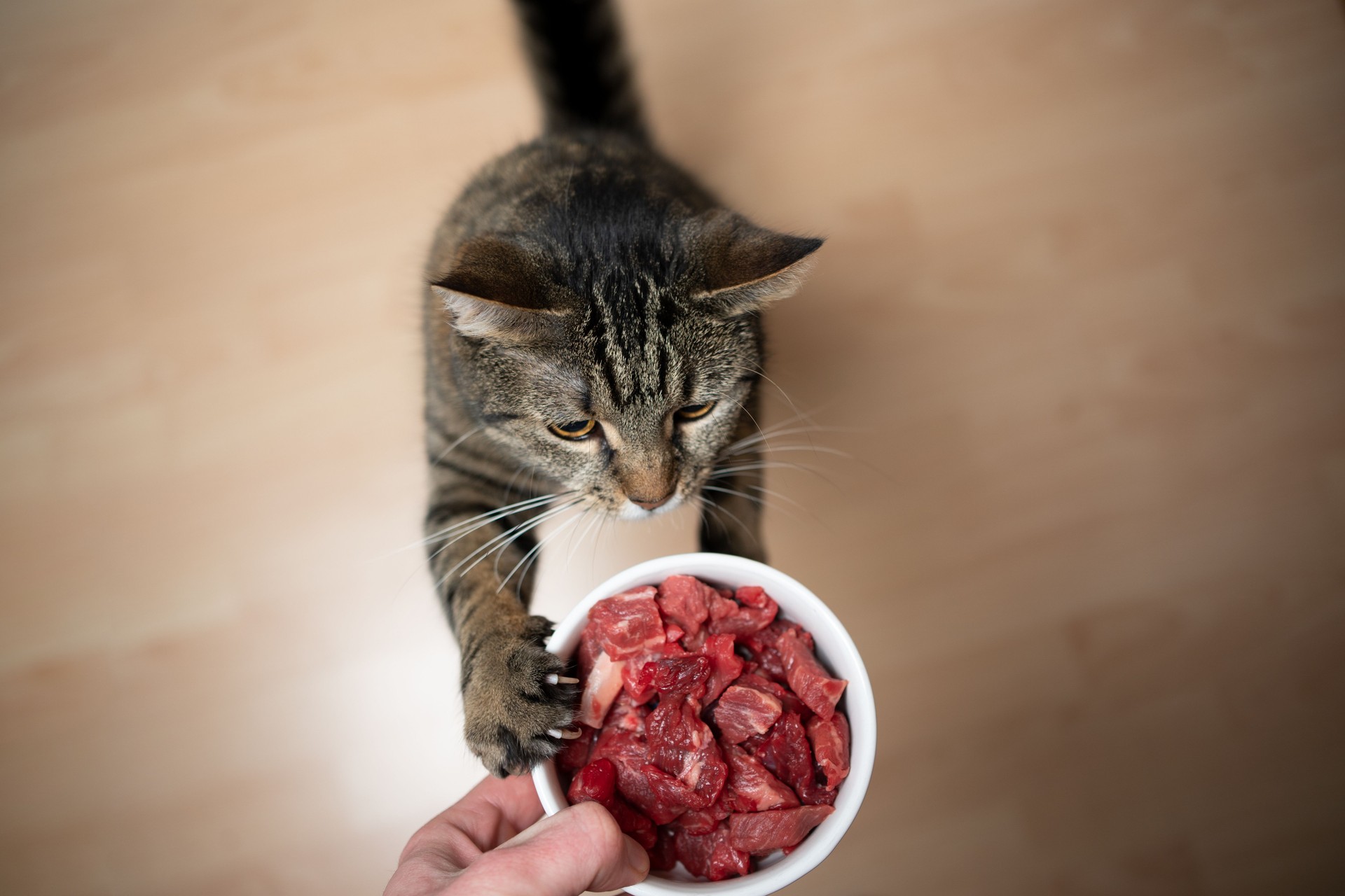feeding cat