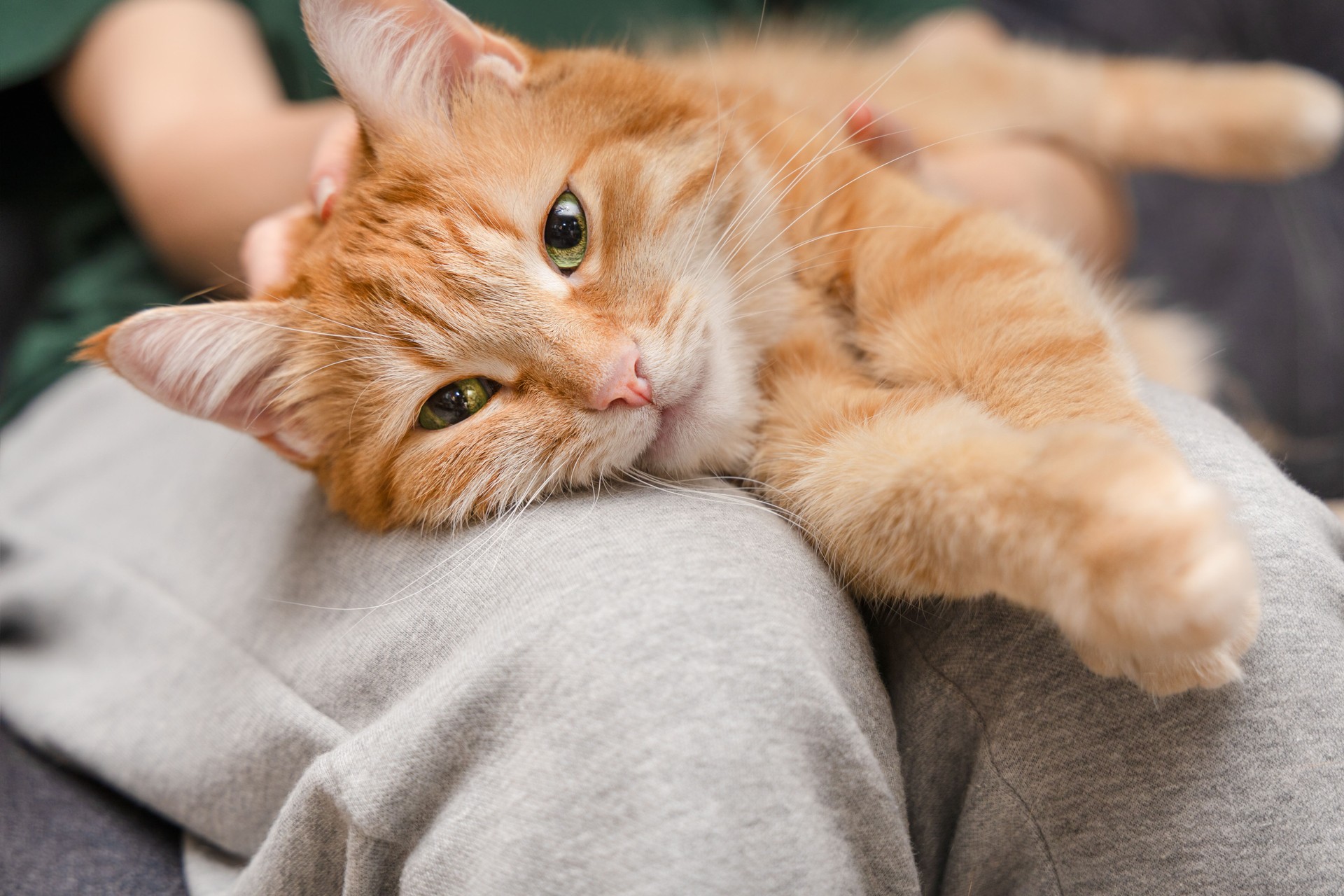 cat on the lap of the owner