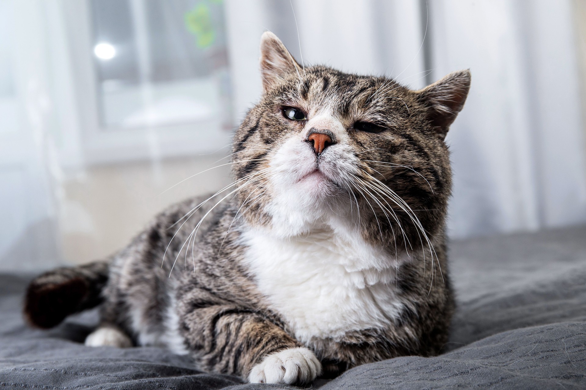 Cute aged cat lying on bed at home