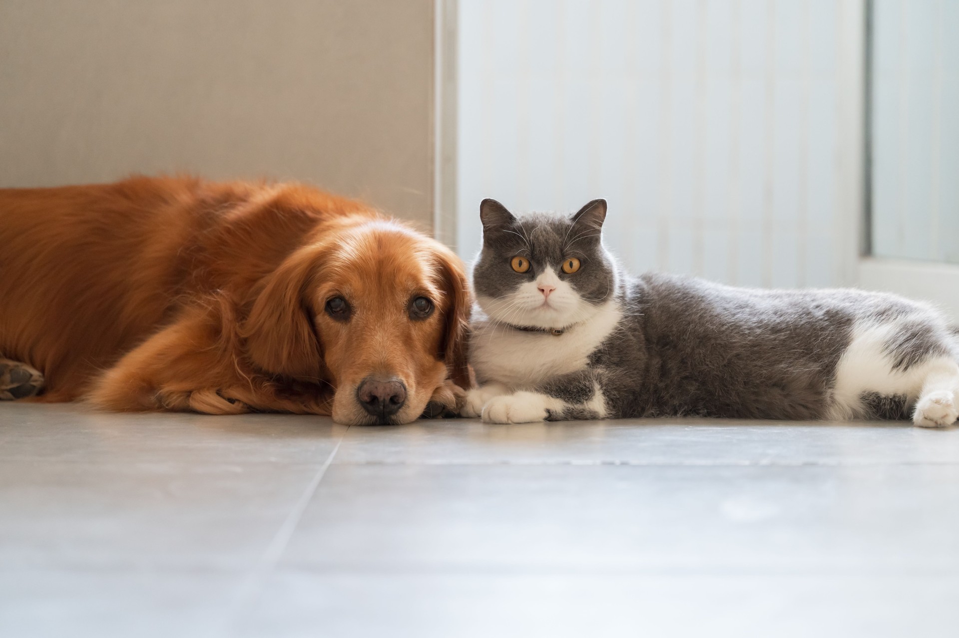 British Shorthair and Golden Retriever get along