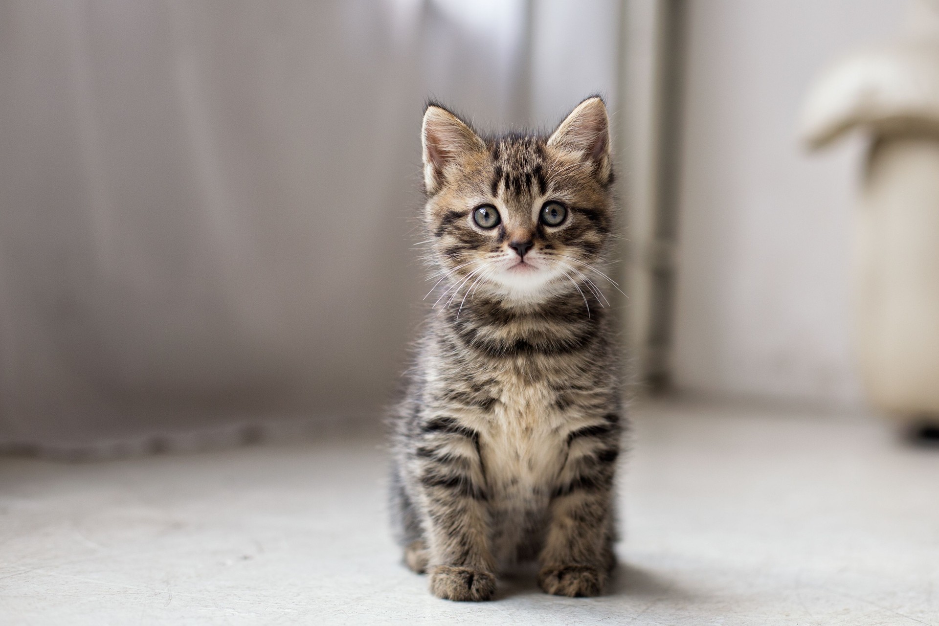 Portrait Of Tabby Cat